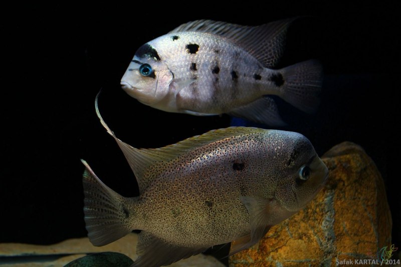 Цихлазома Вьеха серебряная