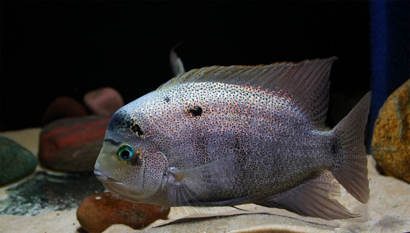 Вьеха Аргентия