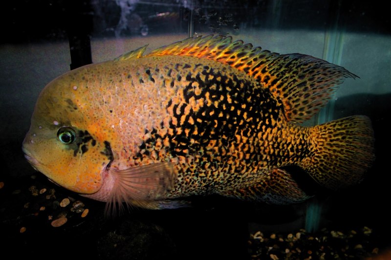 Северум Гаянский видео