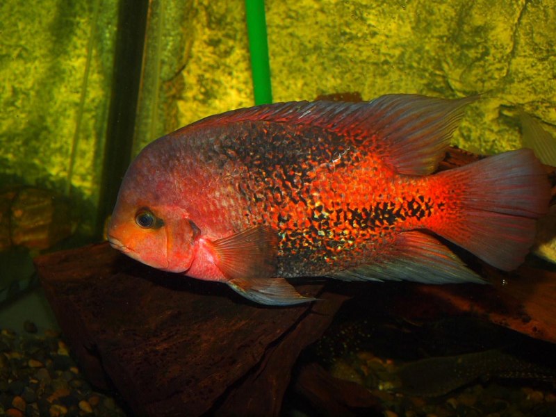 Цихлазома бандит Зебра