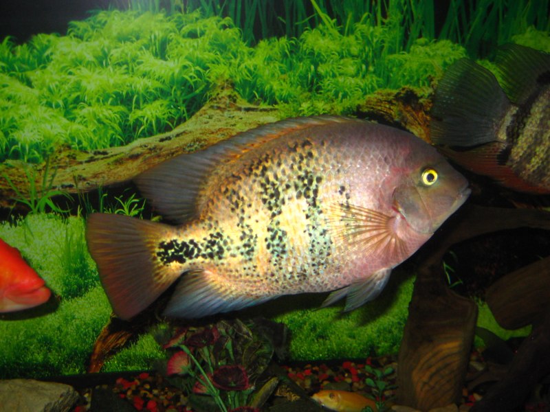 Вьеха Фенестратус