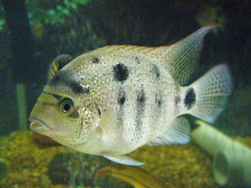 Цихлазома Аргентея