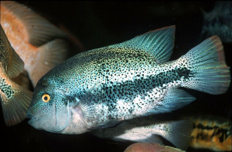 Цихлазома регани