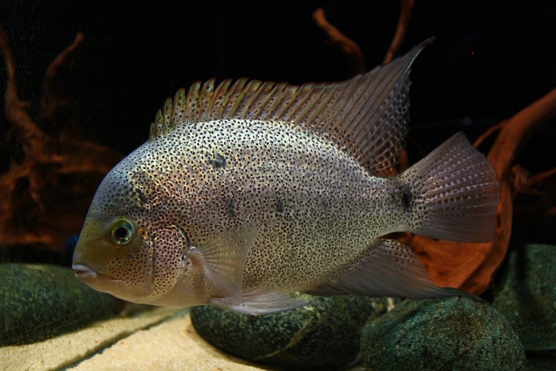 Красногорлая цихлазома