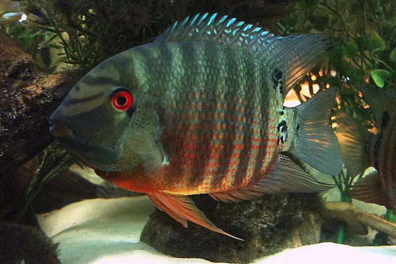 Львиноголовая цихлазома