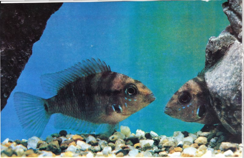 Цихлазома Фридрихшталя