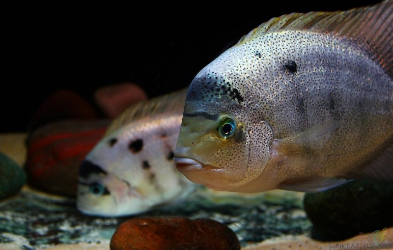 Цихлазома Аргентея