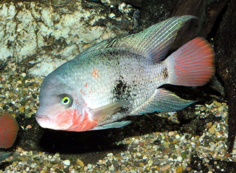 Вьеха Рио-Азуфрес бифасциата