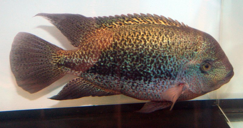 Цихлазома Бифасциатум