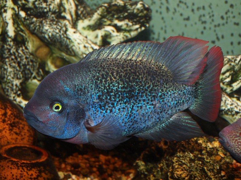 Цихлазома Бифасциатум