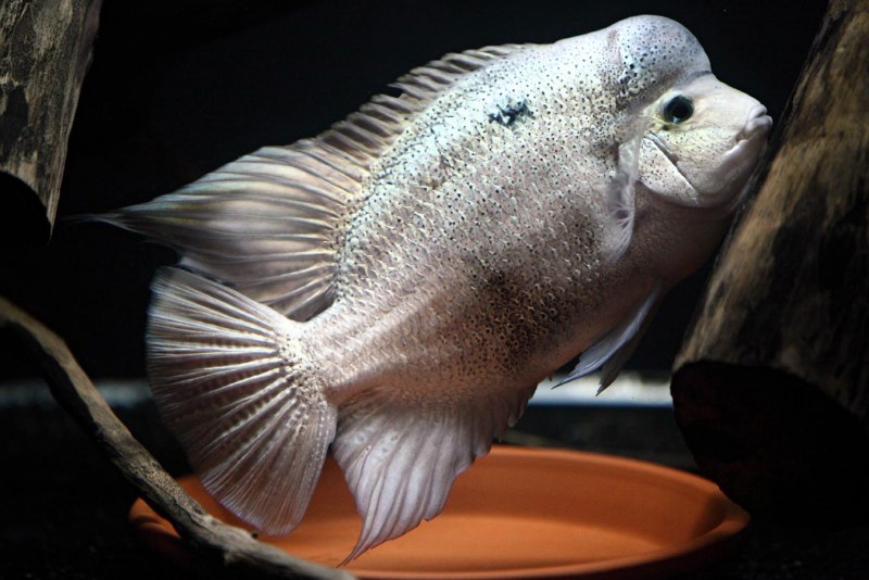 Цихлазома Вьеха серебряная