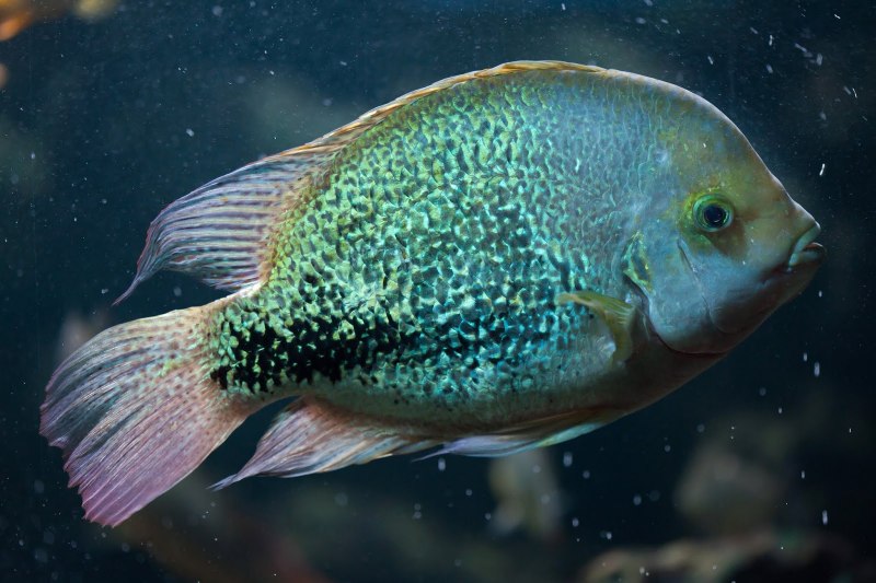 Никарагуанская цихлазома Hypsophrys nicaraguensis