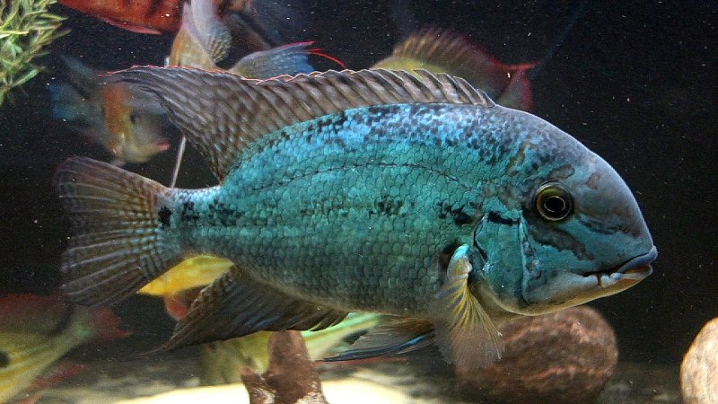 Цихлида Жемчужинка