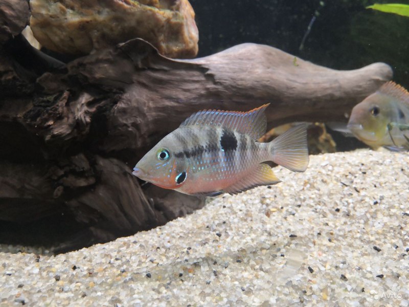 Название аквариумных рыб