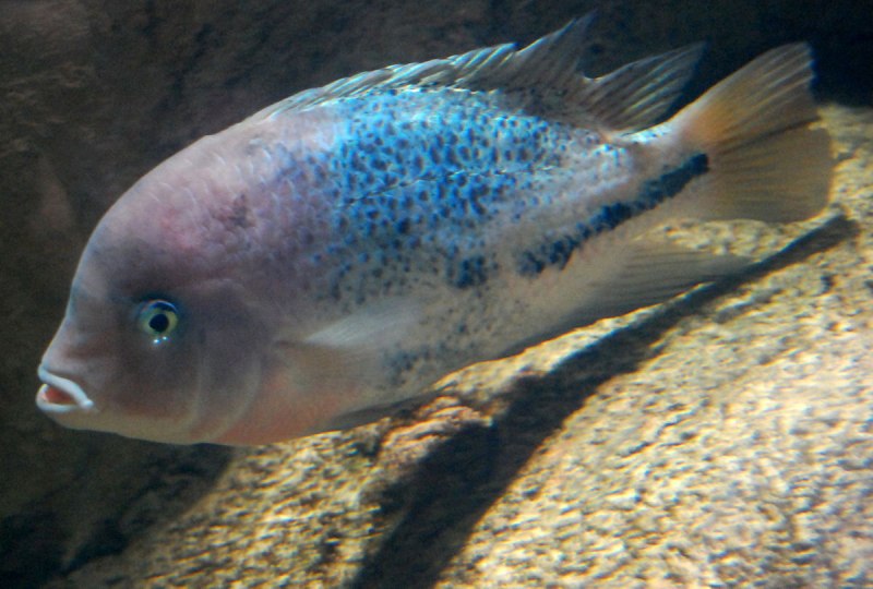 Цихлазома Элиота мальки