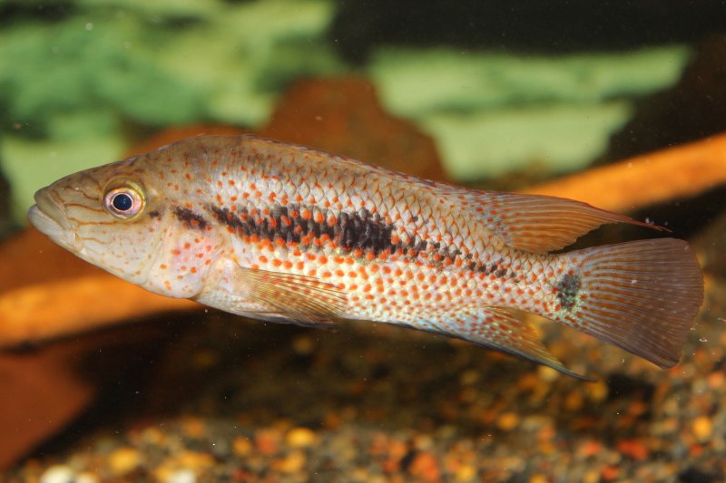 Вьеха Радужная цихлазома