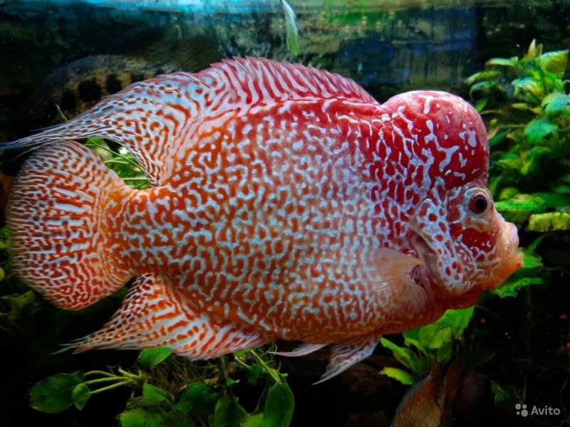 Северум моутбридер