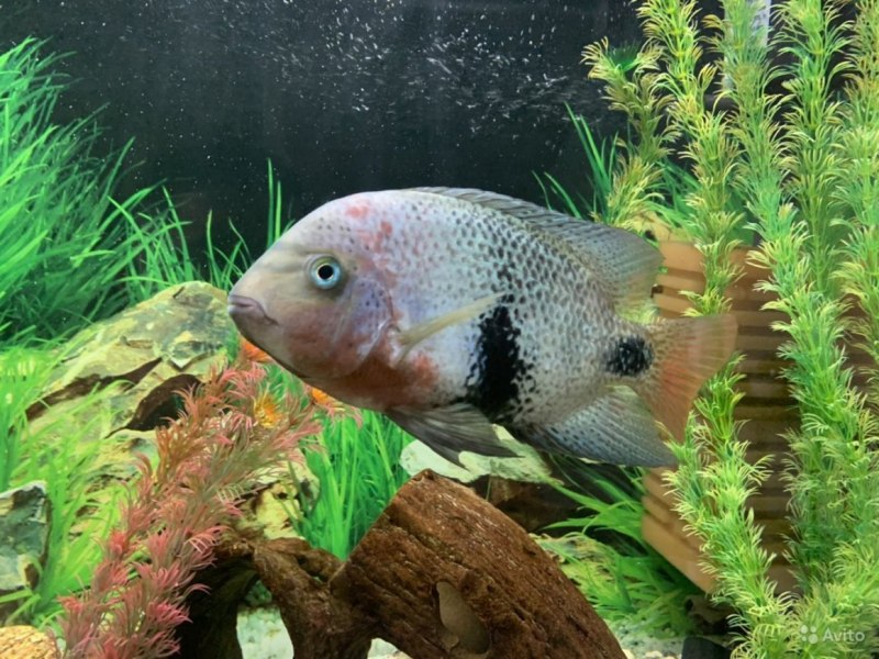 Цихлазома Бриллиантовая - (Cichlasoma cyanoguttatum)