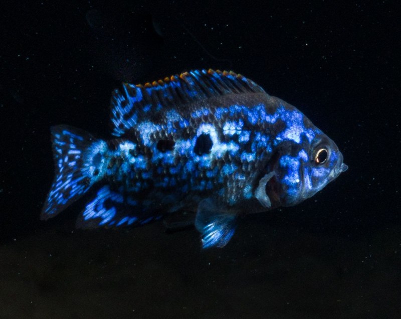 Никарагуанская цихлазома рыбка