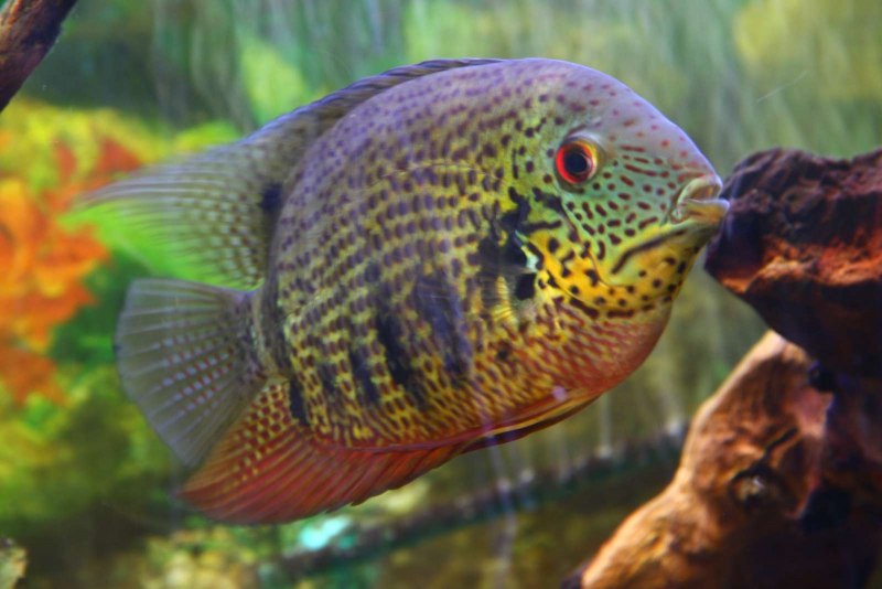 Melanura цихлида