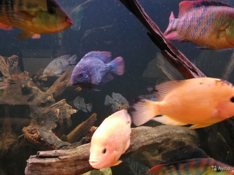 Цихлазома Хартвеги