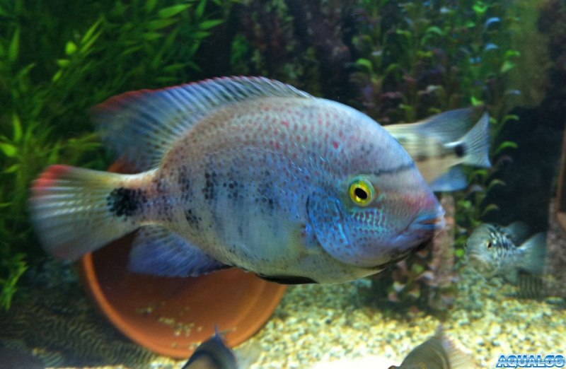 Вьеха Красногорлая макуликауда