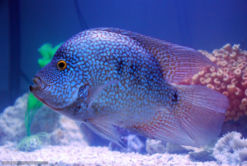 Цихлазома оранжевая феста