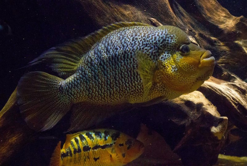 Изумрудная цихлазома