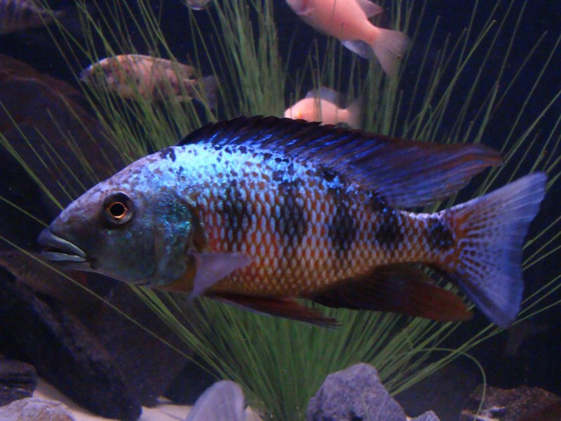 Цихлиды Вьеха