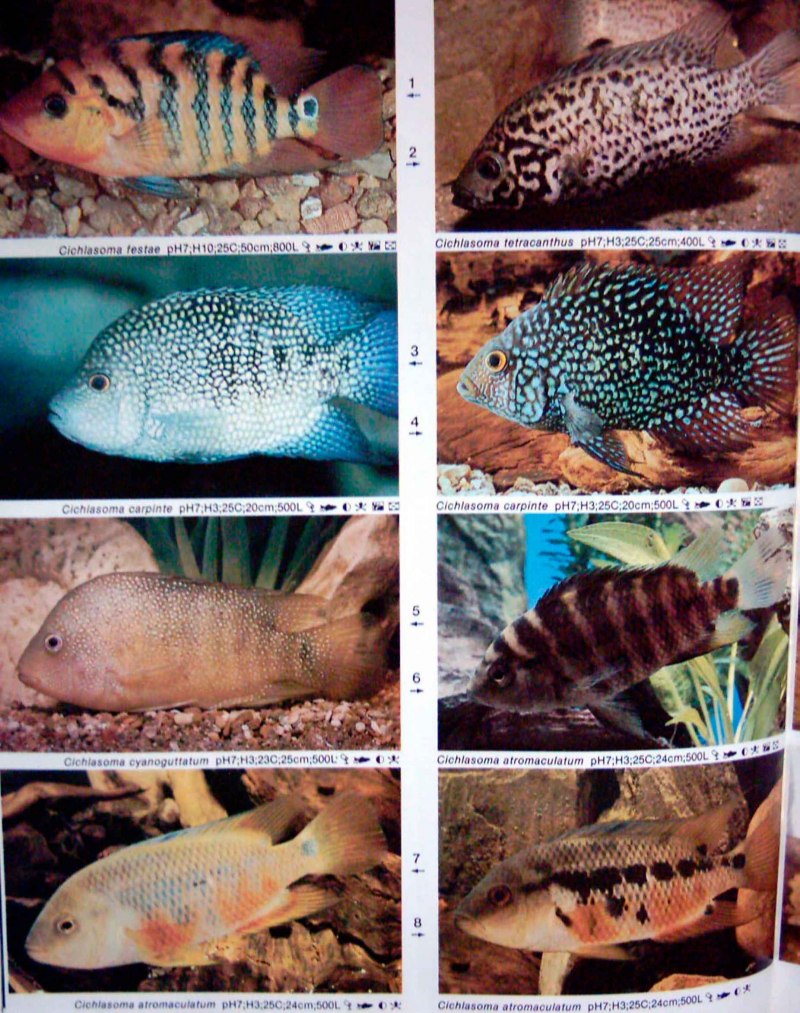 Винная цихлазома Бражник