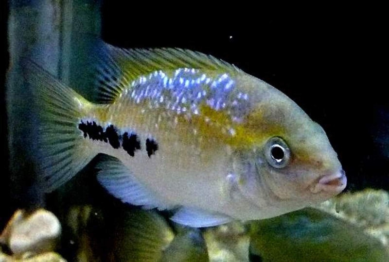 Цихлазома Вьеха Хартвеги