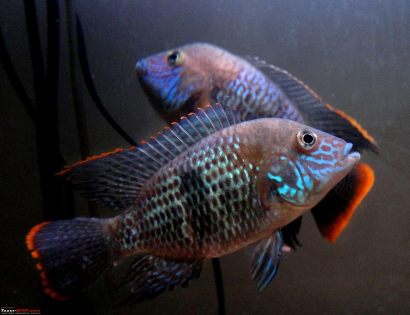 Цихлида Фловер Хорн