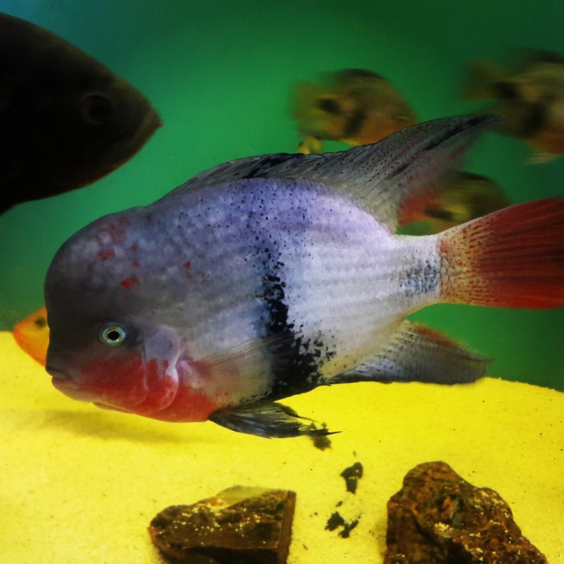 Цихлазома фенестратум.