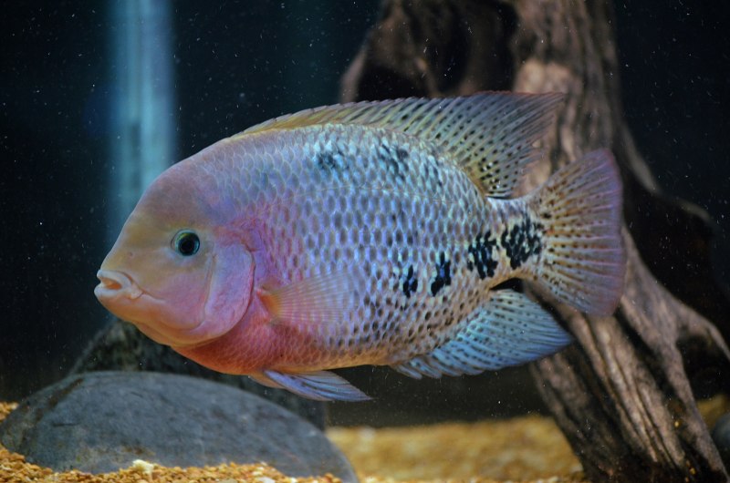 Цихлазома Вьеха