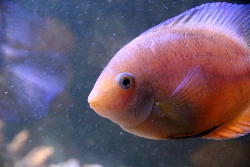 Вьеха Красногорлая цихлазома