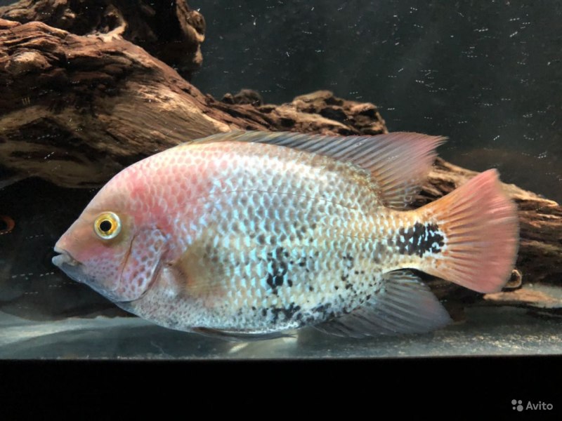 Вьеха брейдори