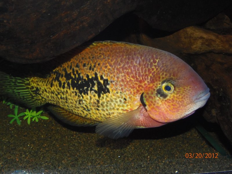 Цихлазома регани