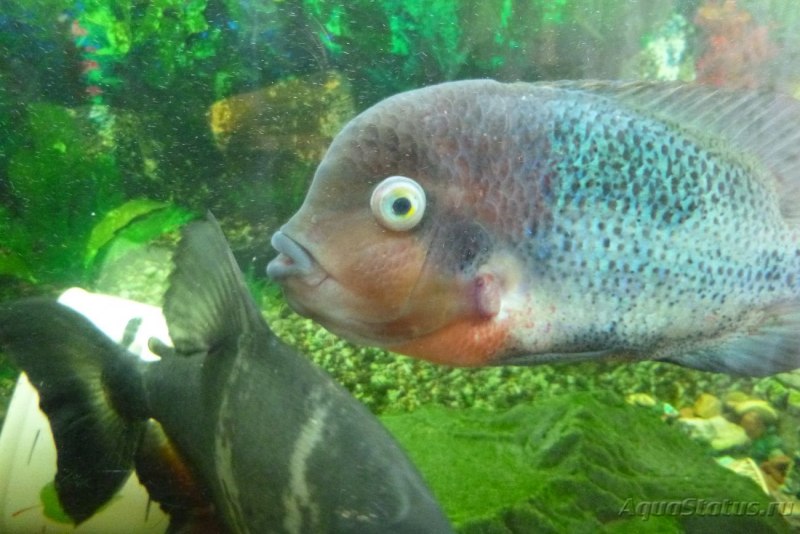 Апистограмма Блю Демпси