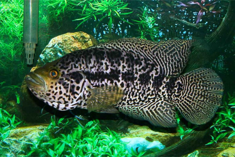 Цихлазома Еллоу