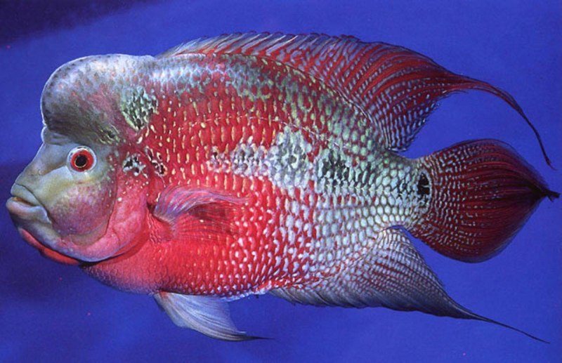 Вьеха макуликауда