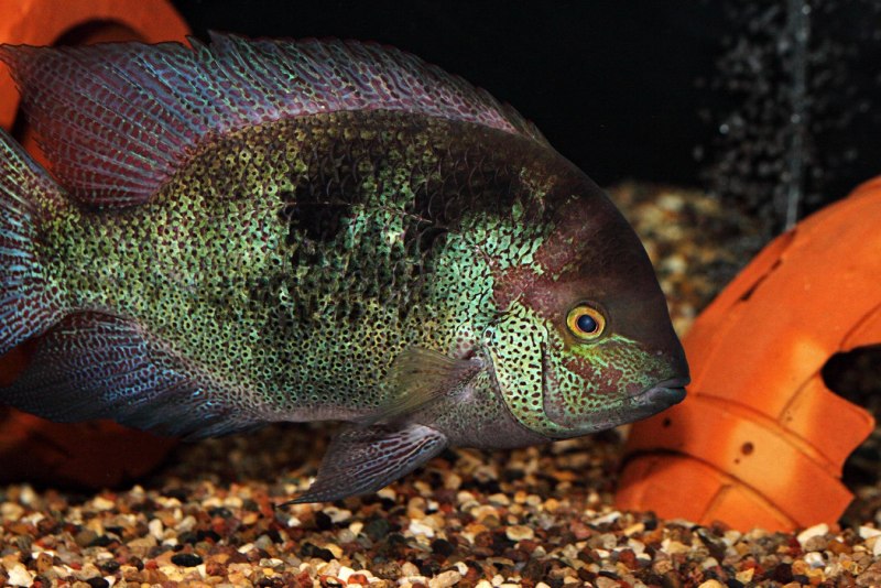 Цихлазома золотой леопард