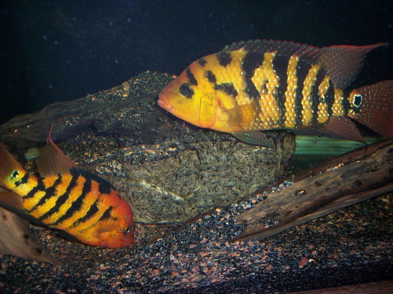 Цихлазома Красногорлая икра