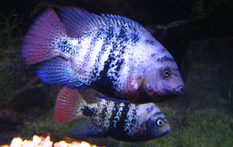 Цихлазома гуттулата