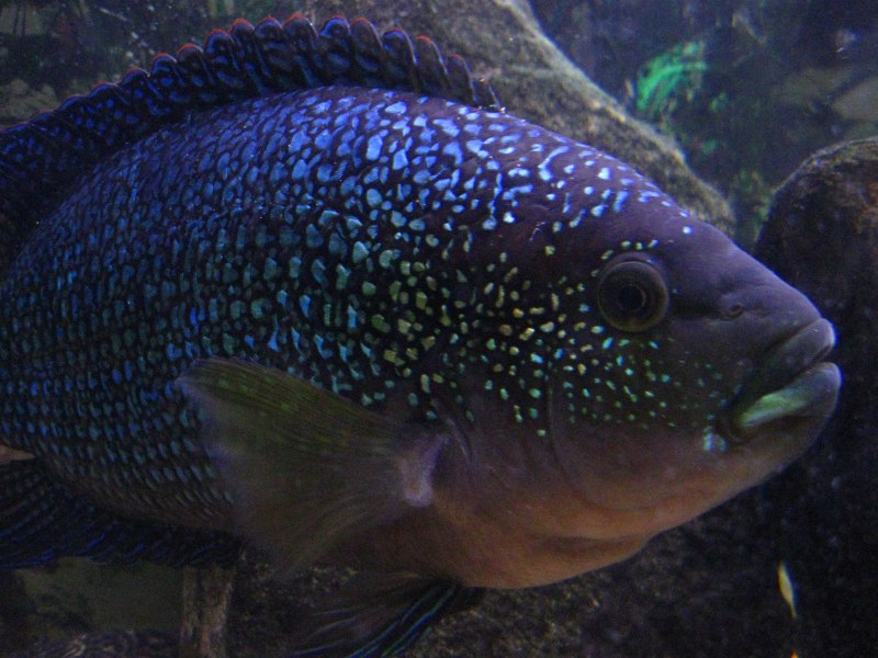 Цихлазома восьмиполосая