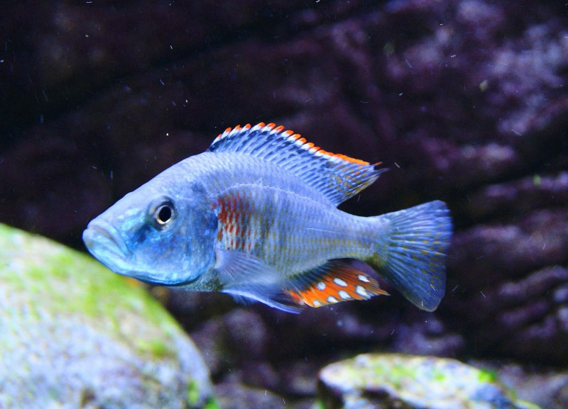 Винная цихлазома Бражник