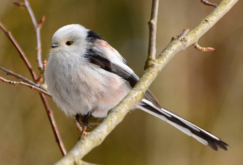Синица ополовник