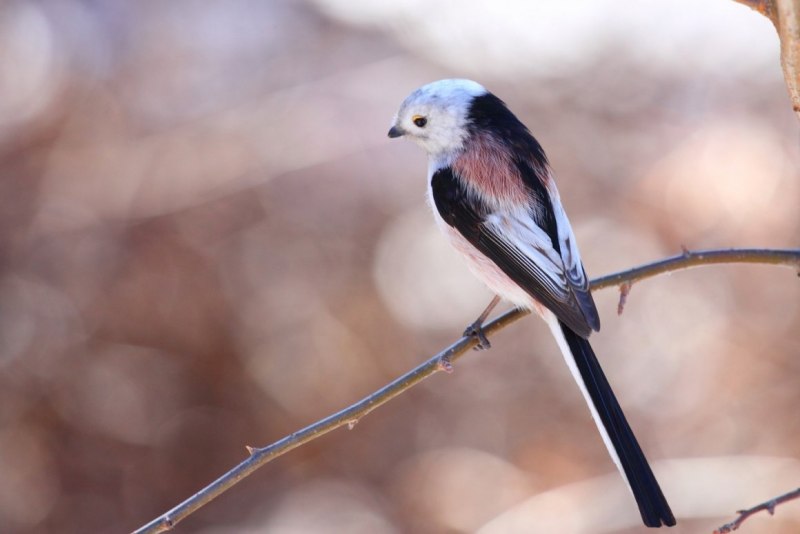 Длинннохвостая синичка