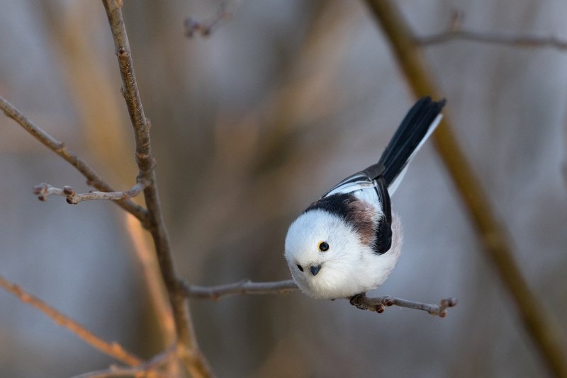 Длиннохвостная синица ополов