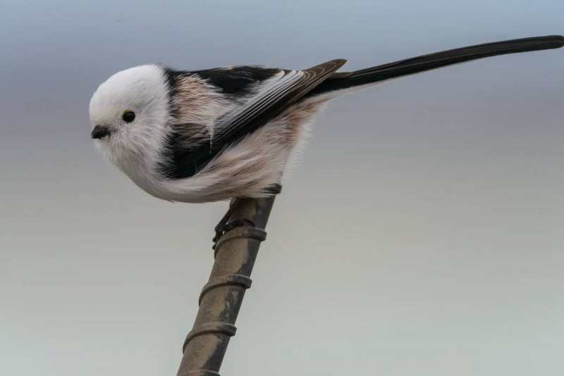 Кавказская длиннохвостая синица