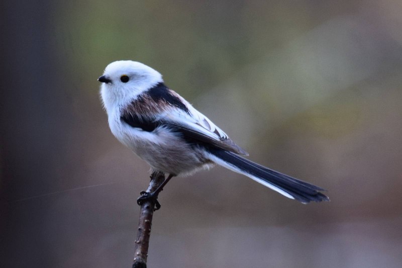 Кавказская длиннохвостая синица
